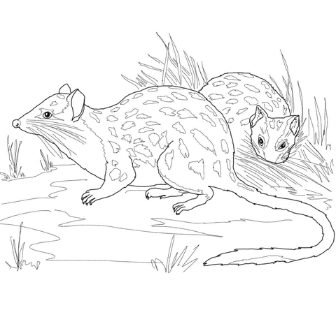 Northern Quoll Coloring Page